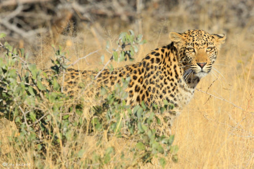 Etosha - Africa Geographic