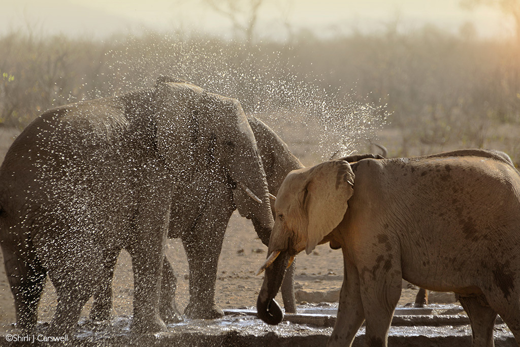 kruger waterhole problems