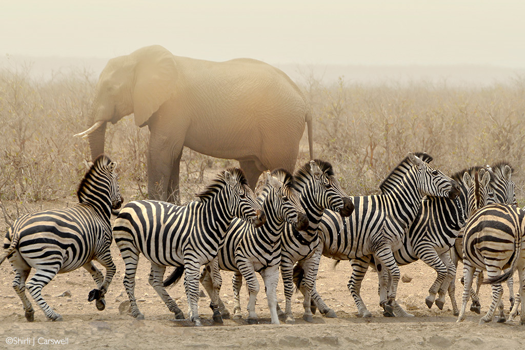 kruger waterhole problems