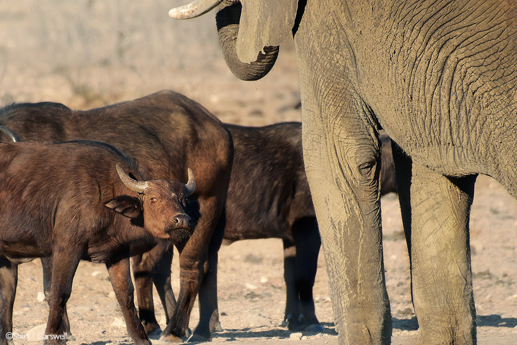 kruger waterhole problems