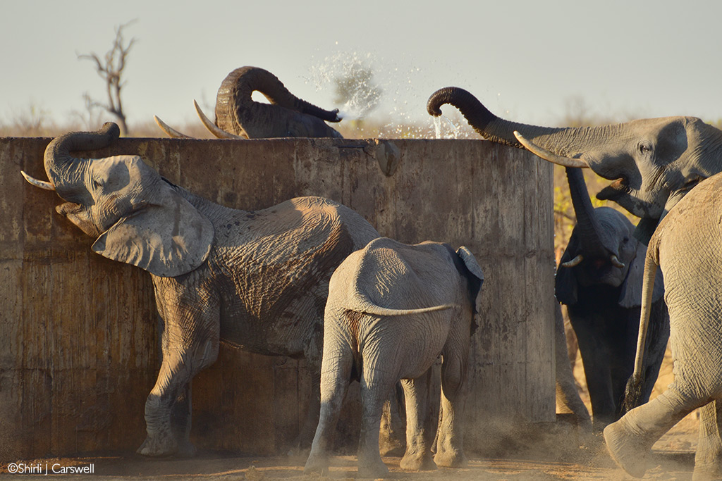 kruger waterhole problems