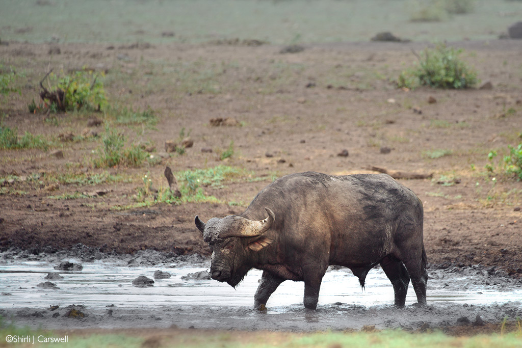 kruger waterhole problems