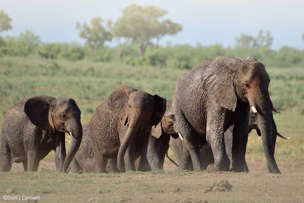 kruger waterhole problems