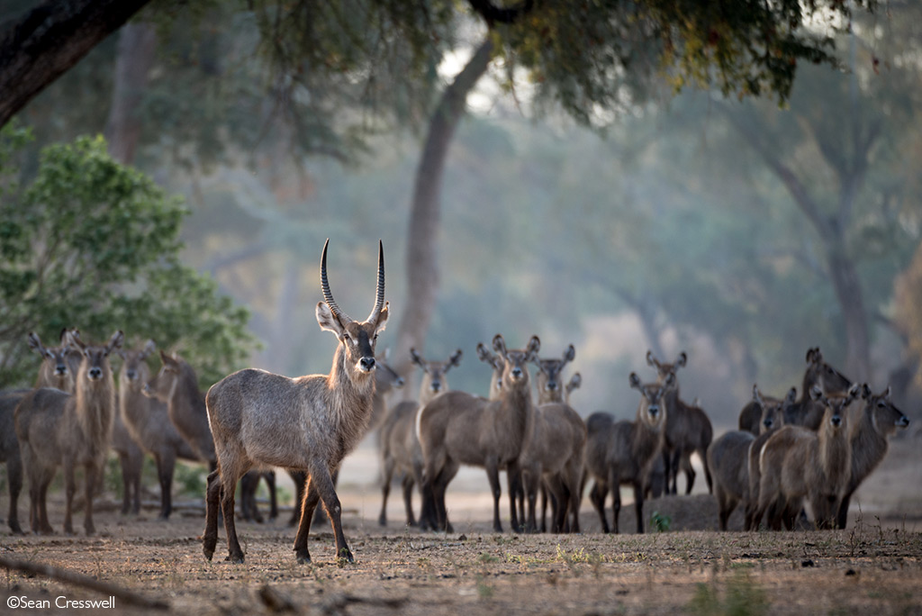 Mana Pools