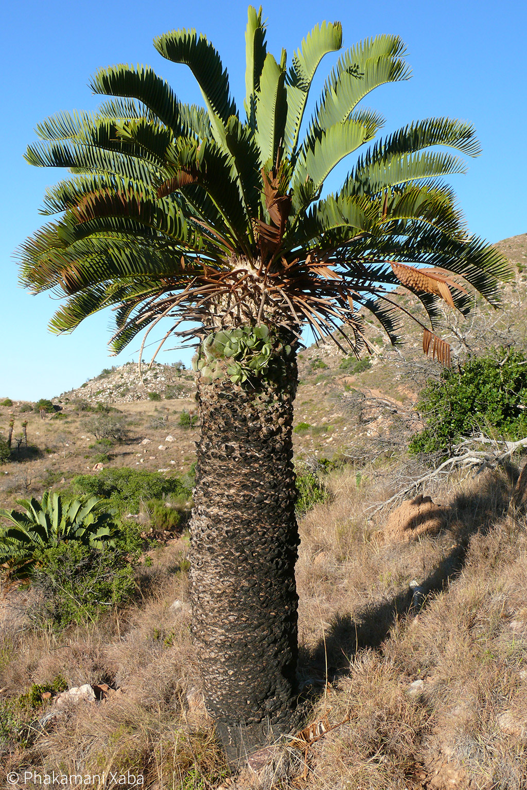 Cycad Tree