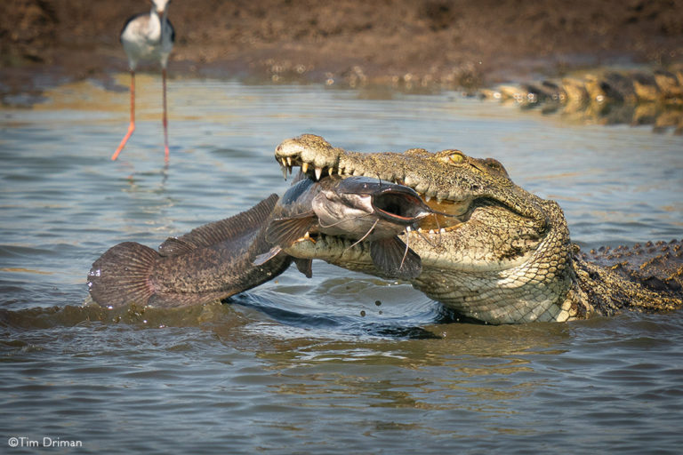 HERE BE DRAGONS - The Nile crocodile - Africa Geographic