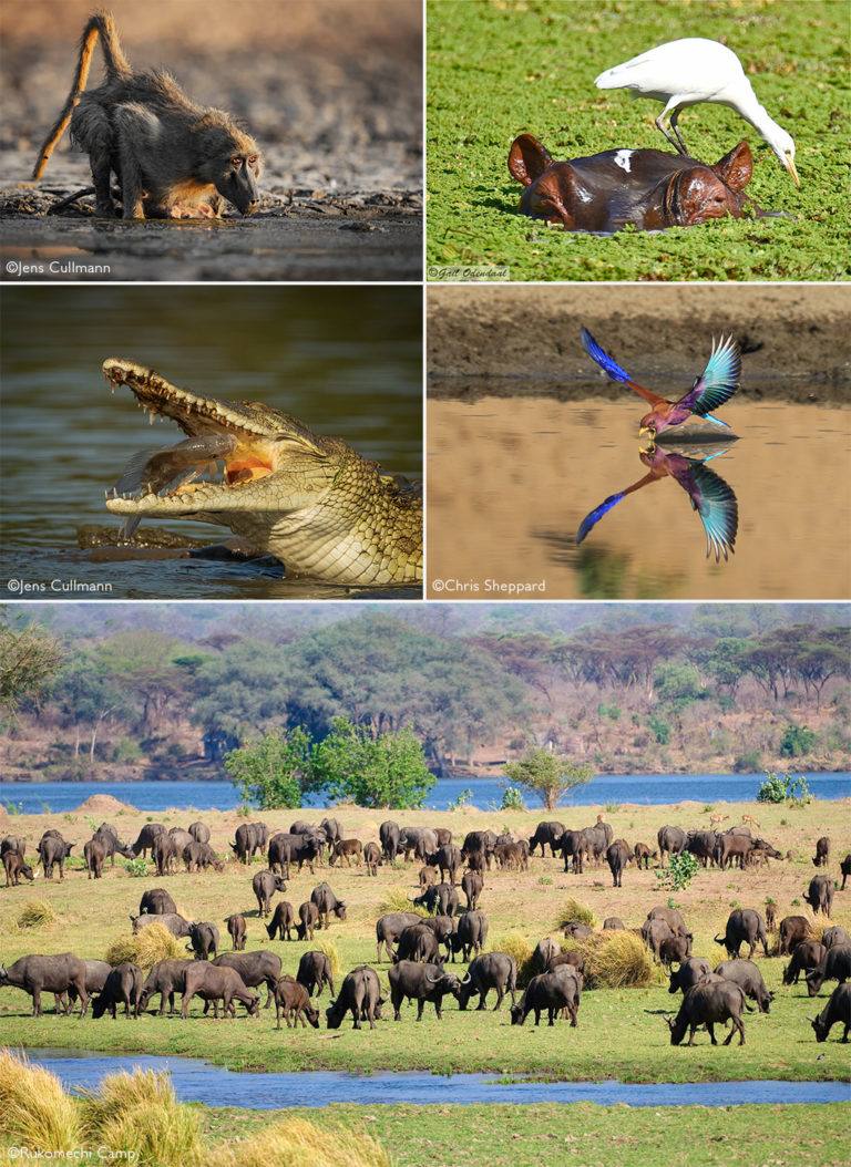 Mana Pools - Africa Geographic