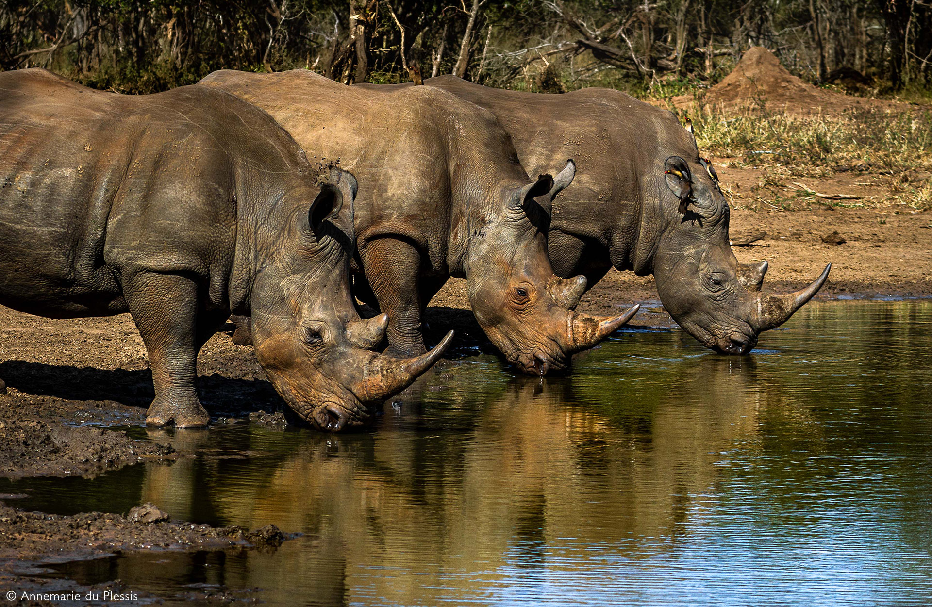 RHINO - Africa Geographic