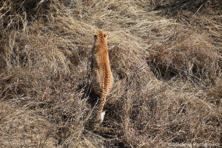 Strawberry leopard - a first for Gauteng - Africa Geographic