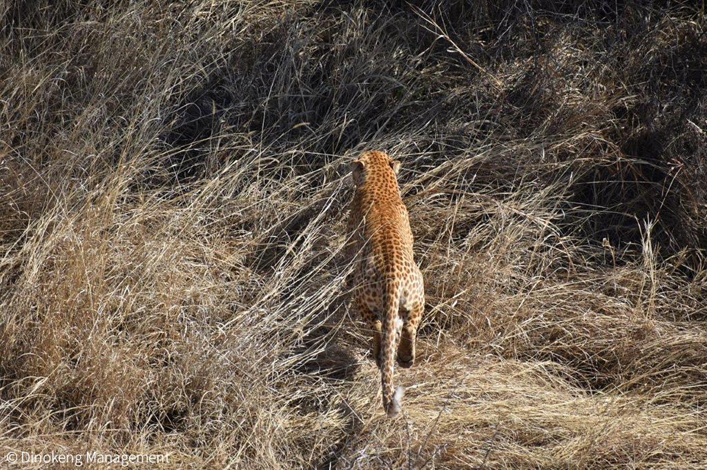 Strawberry leopard - a first for Gauteng - Africa Geographic