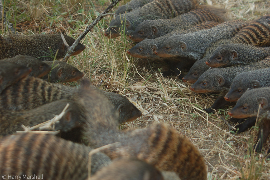 Female banded mongooses incite violence for better mating opportunities - Africa Geographic