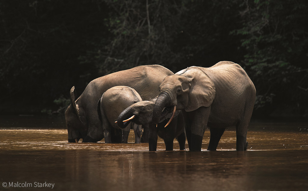 Forest elephants going hungry as climate change stops trees from