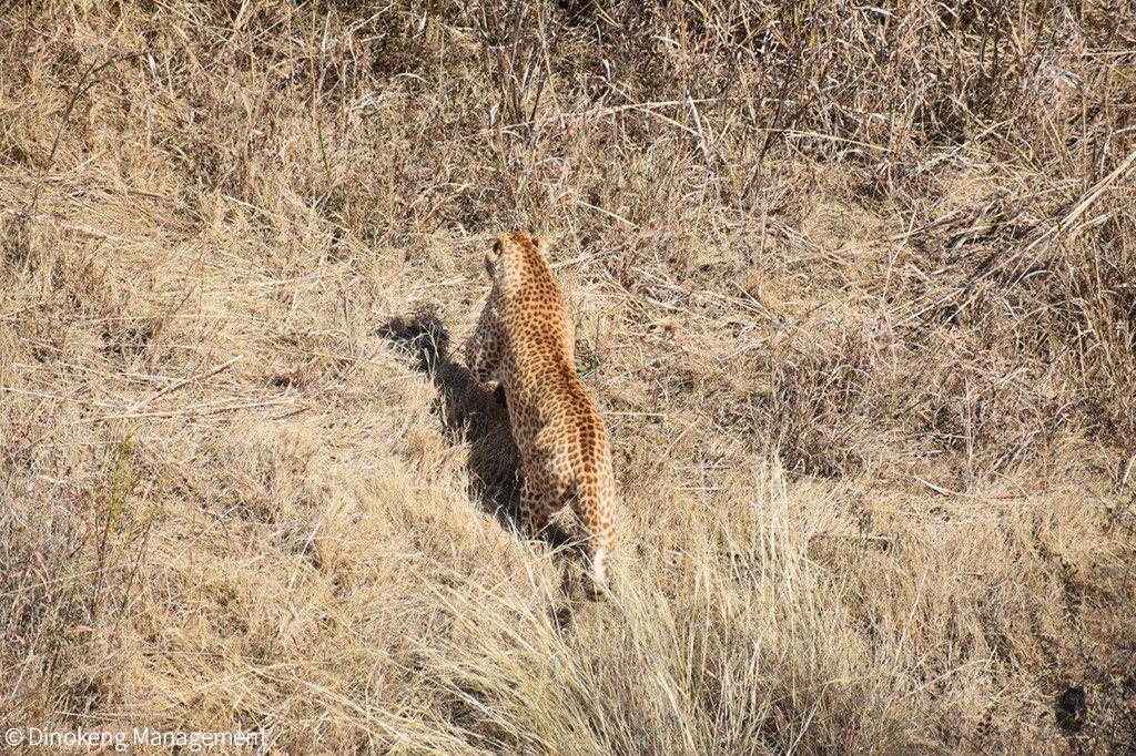 Strawberry leopard - a first for Gauteng - Africa Geographic