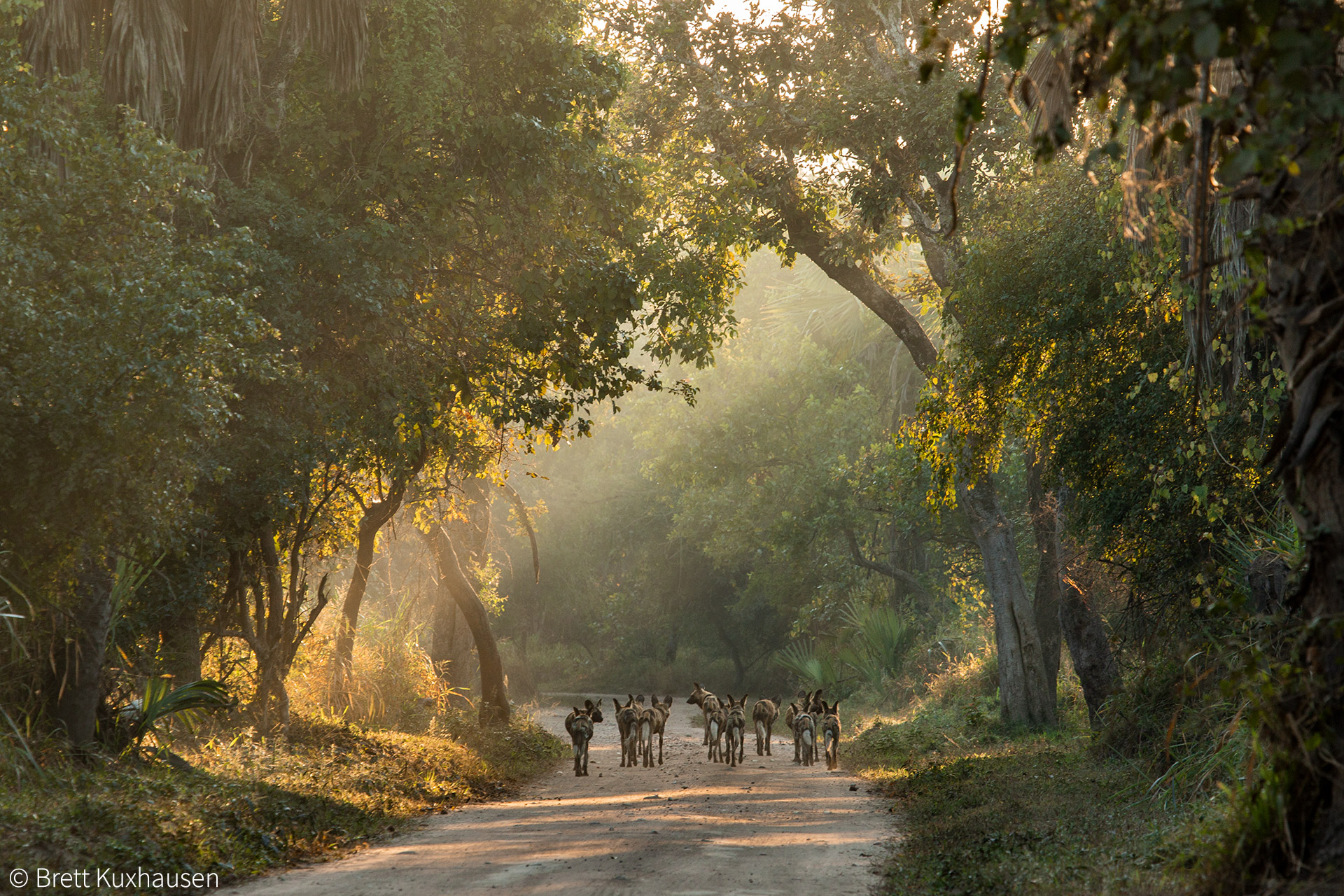 Gorongosa