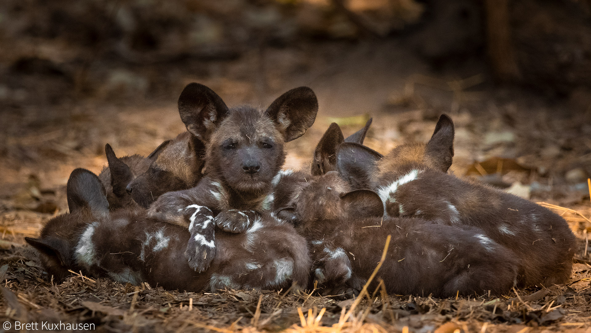 Gorongosa