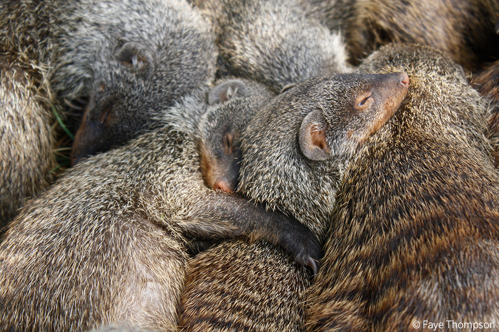 Female Banded Mongooses Incite Violence For Better Mating Opportunities