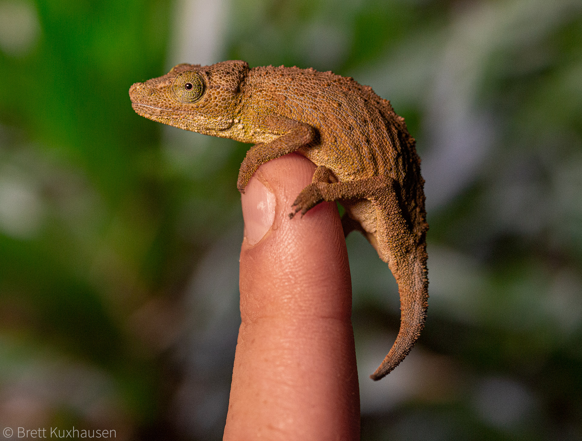 Gorongosa