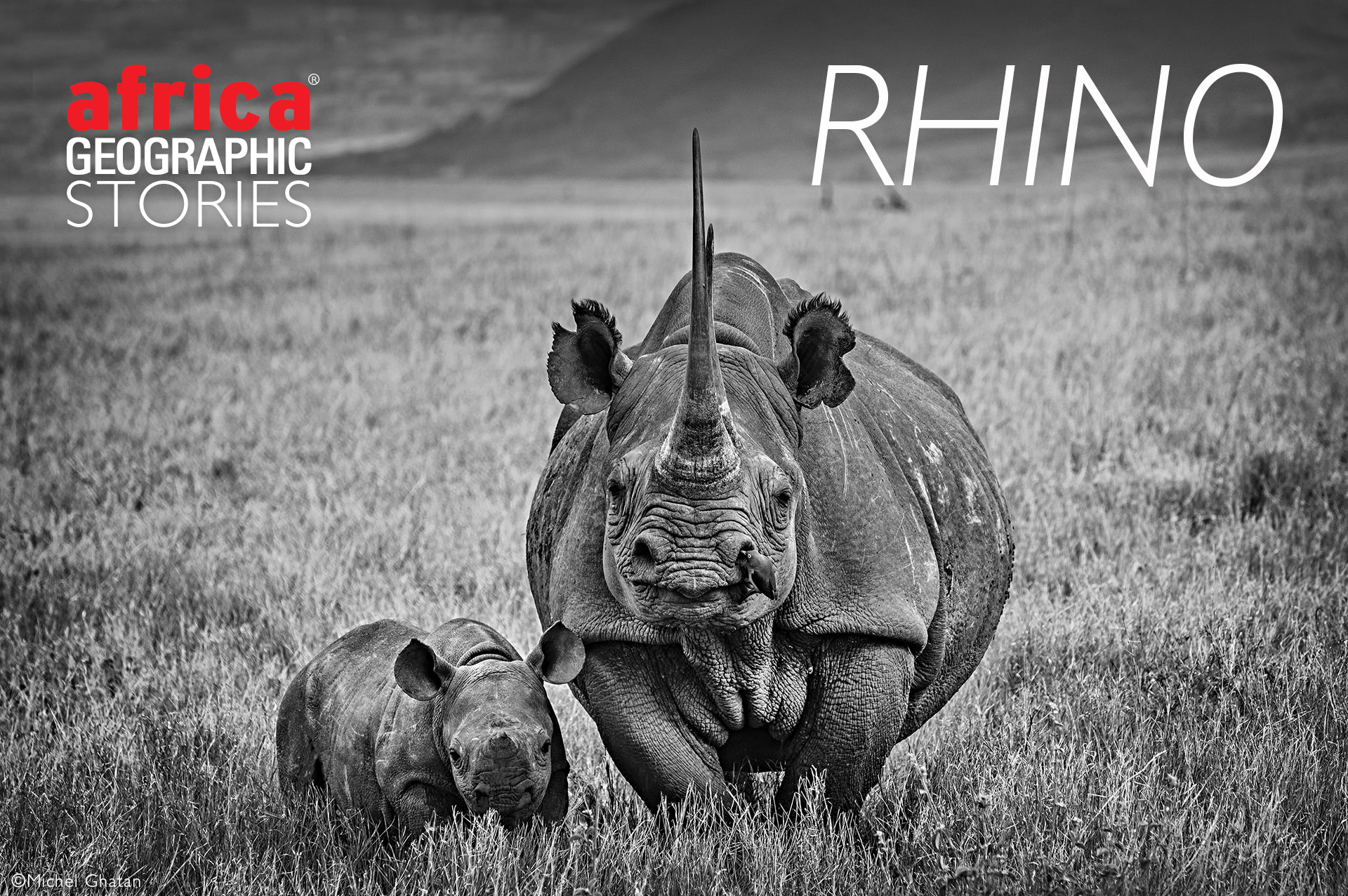 Rhino