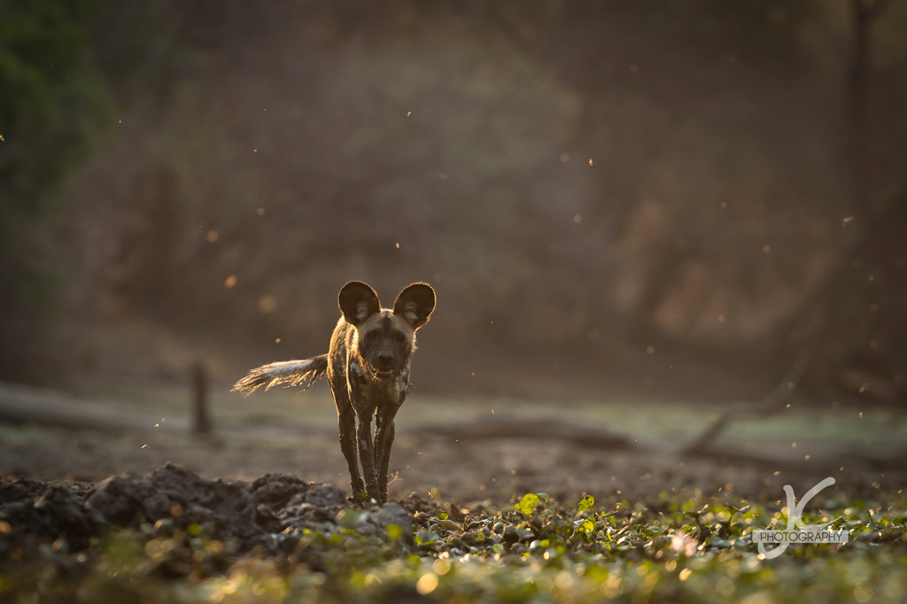 Photographer of the Year