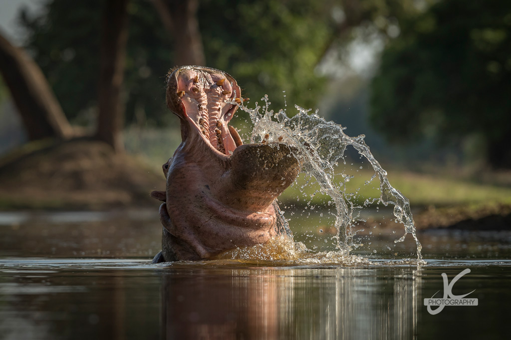 Photographer of the Year