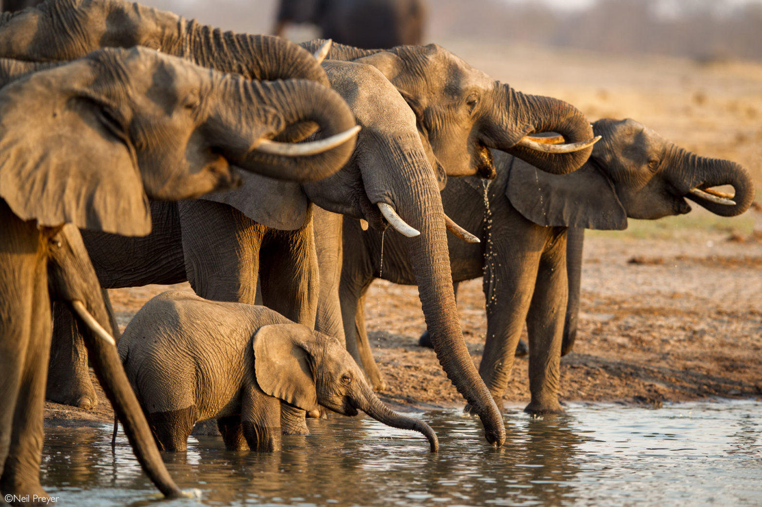 Come on a Hwange safaris with us