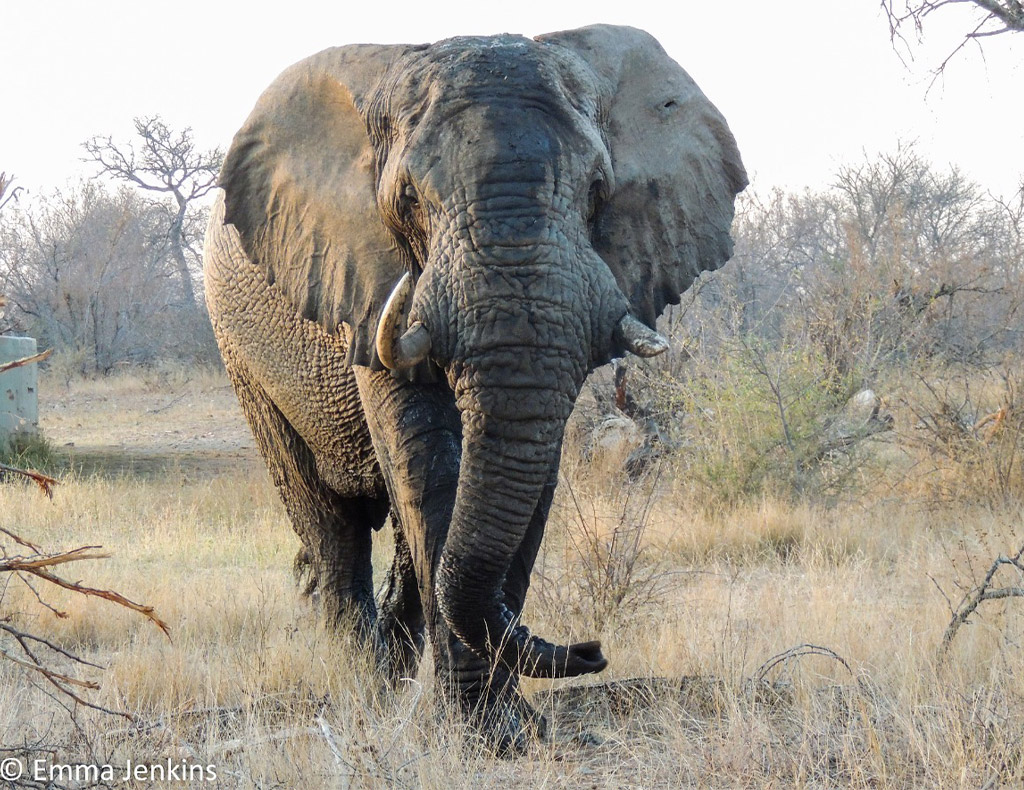 This is the Largest Elephant 'Giant of Angola' Ever Recorded (15,000  pounds) - Animals Around The Globe