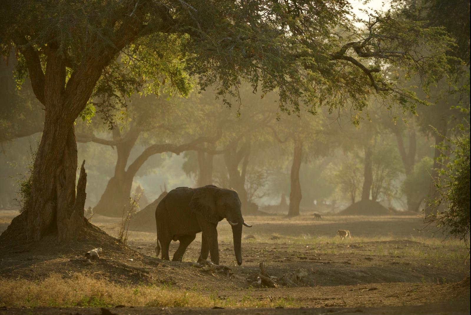 feature Africa Geographic