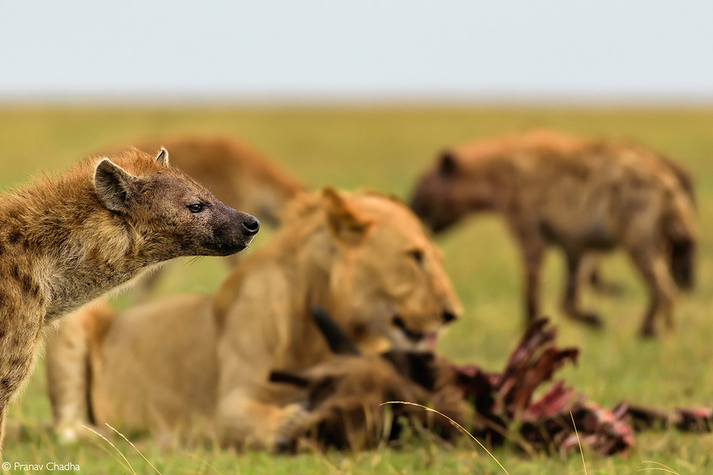 spotted hyena lion