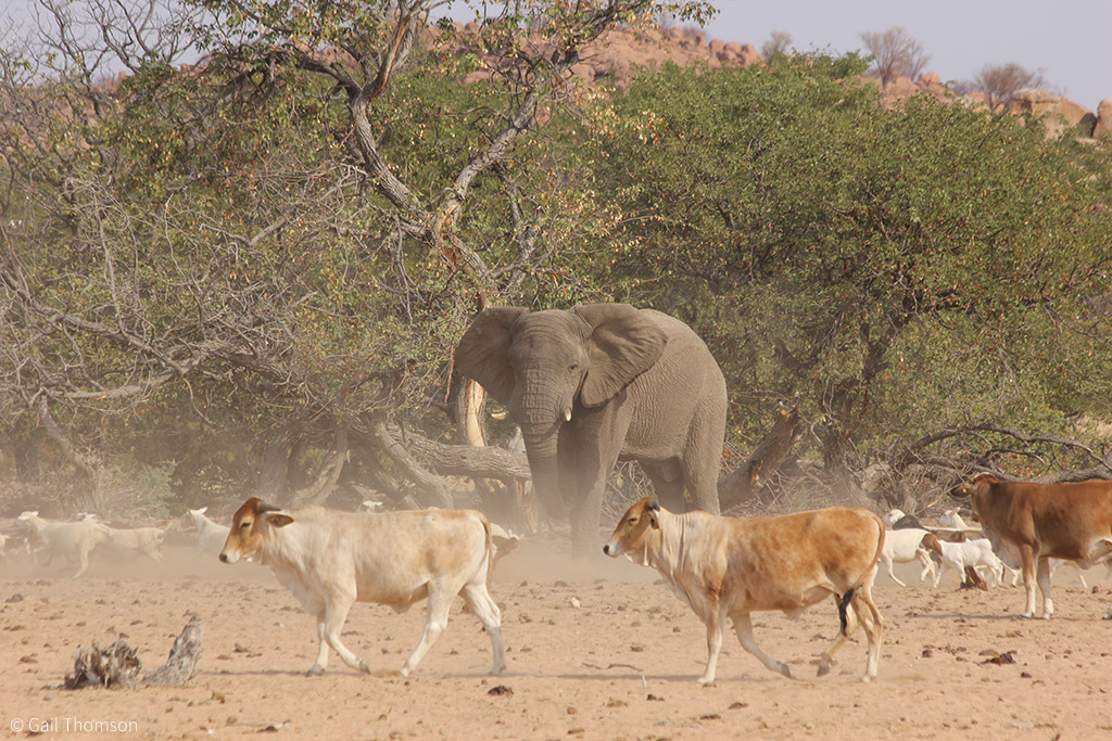 human-elephant conflict