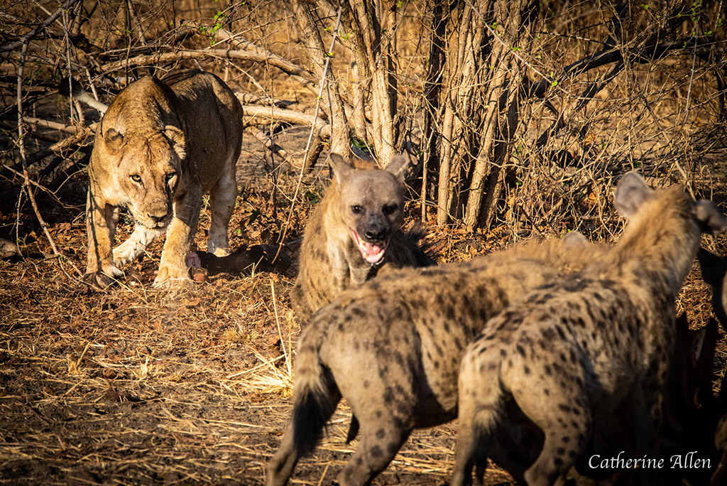 spotted hyena lion