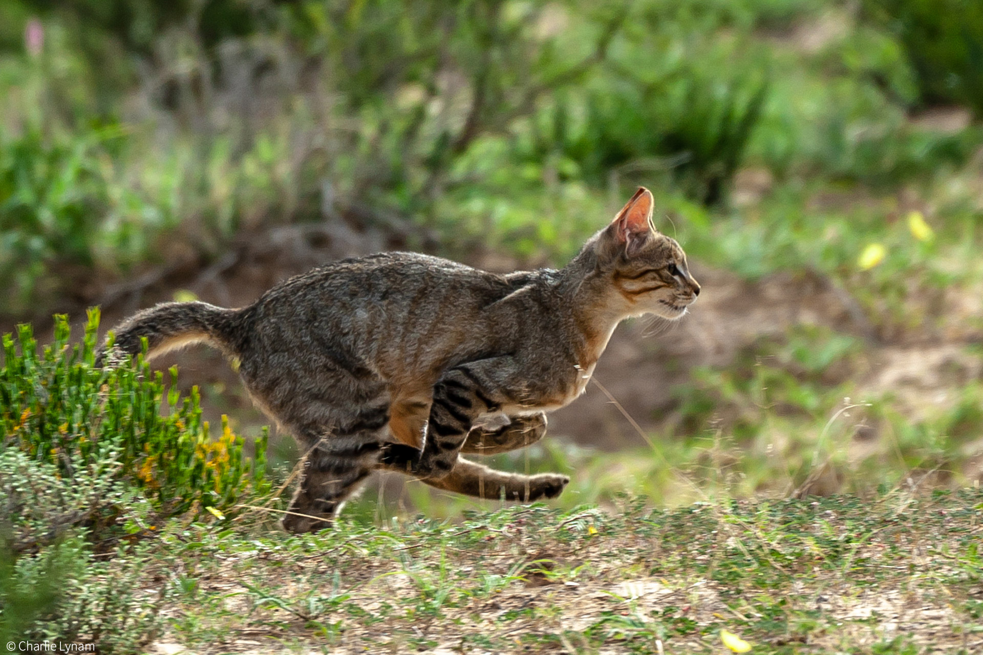 2-charlie-lynam-wildcat-running-kgalagadi-africa-geographic