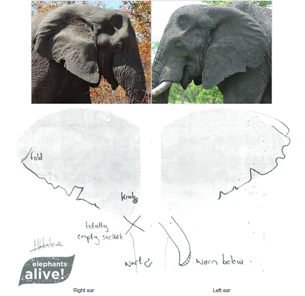 Elephant identification