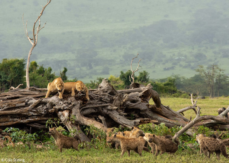 Arch-enemies? New research on lions vs hyenas - Africa Geographic
