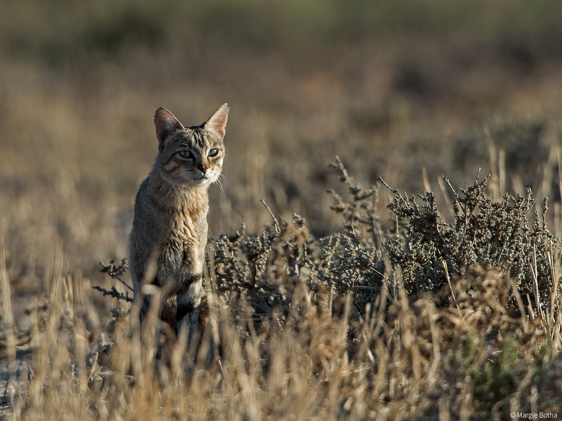 African Wild Cat Domestic