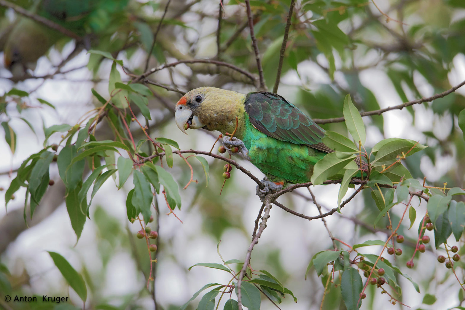 Cape Parrot Africa Geographic
