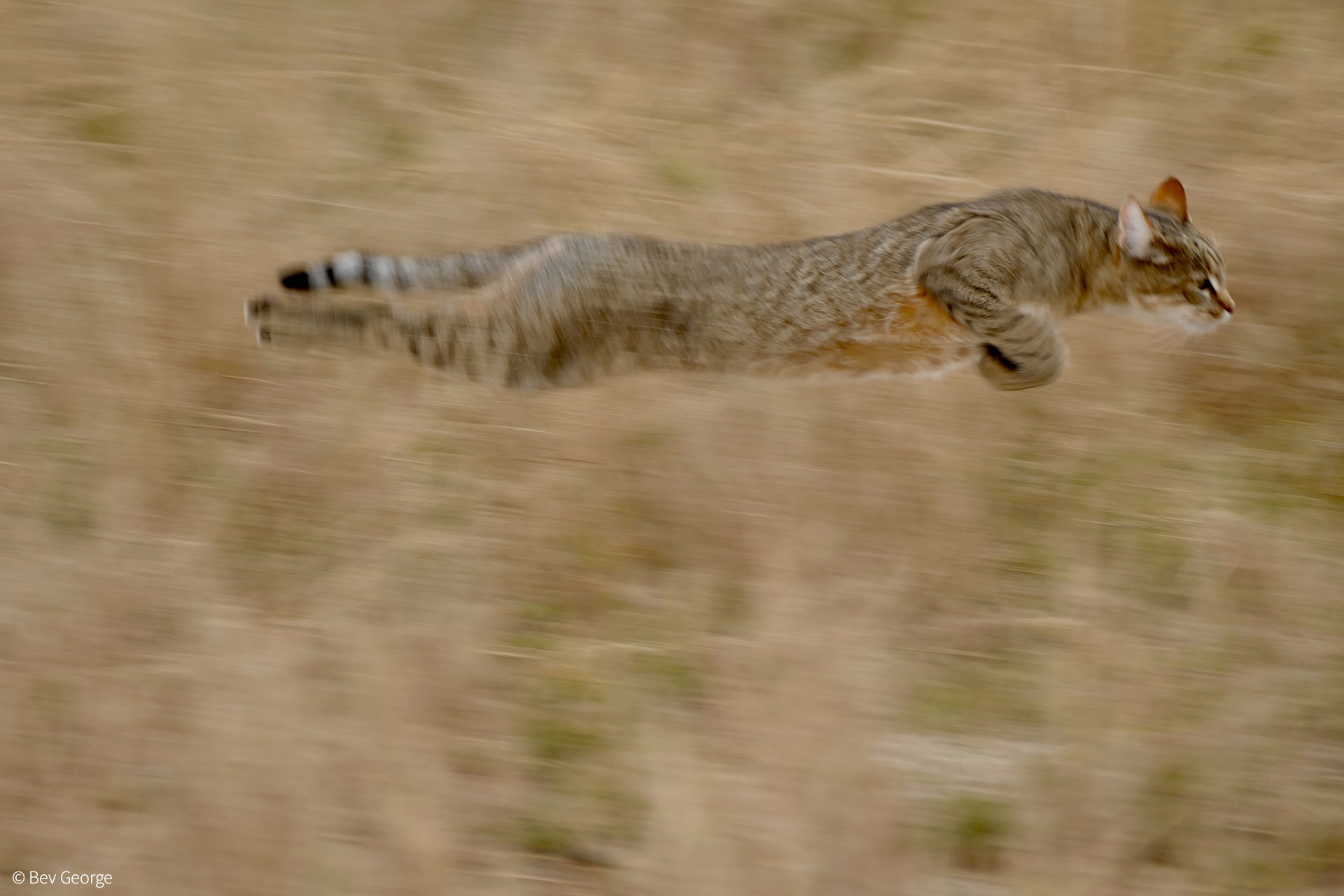 African Wildcat