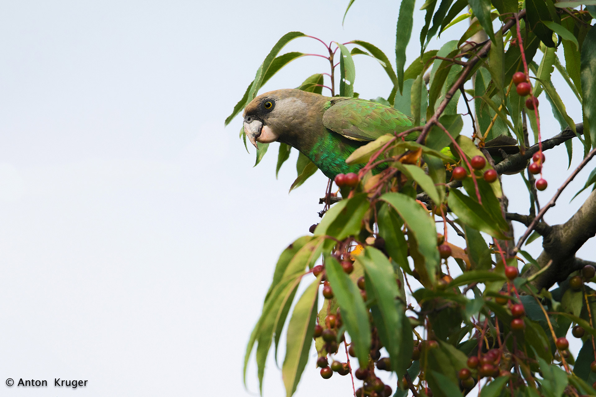 Uncape Parrot