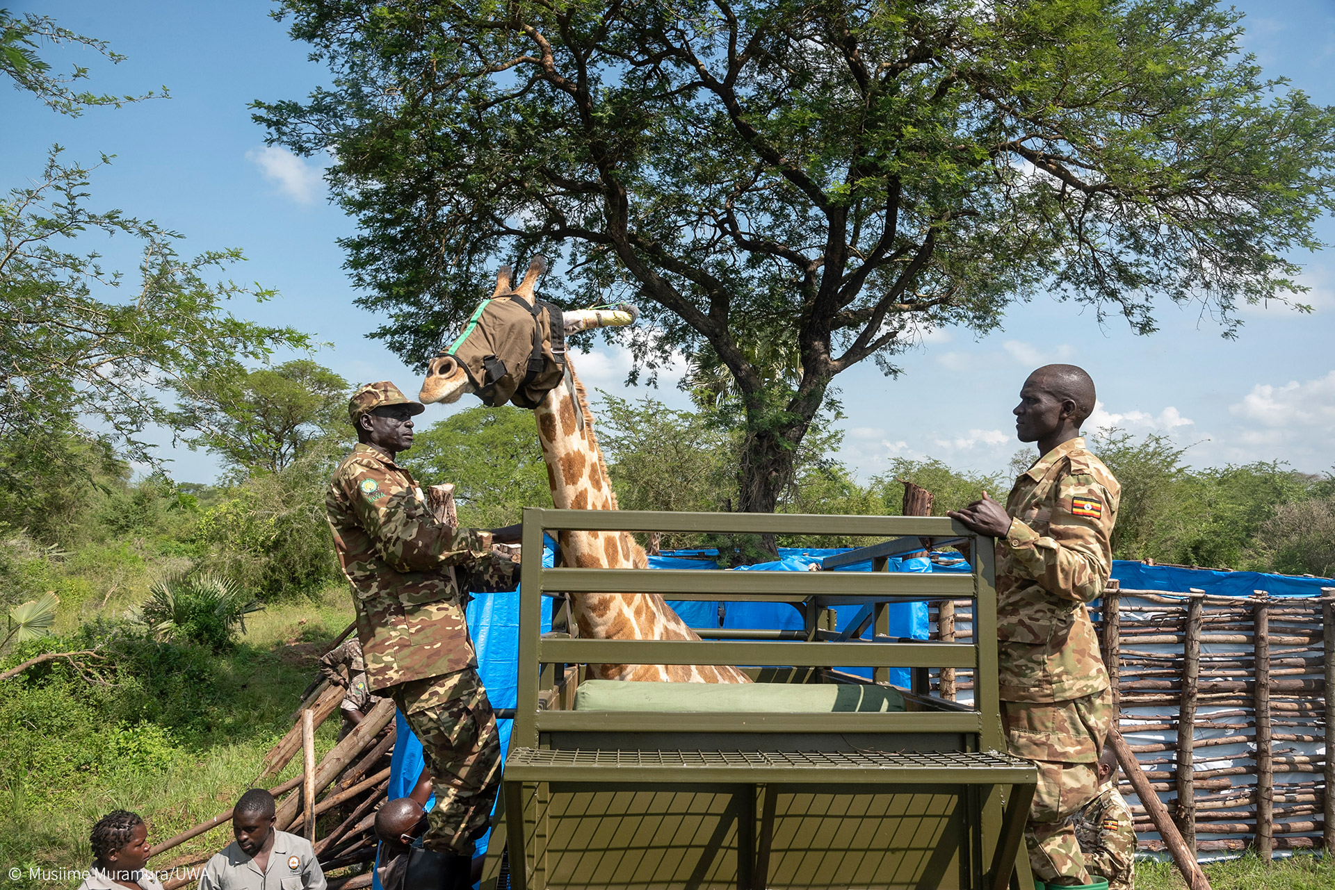 giraffe conservation