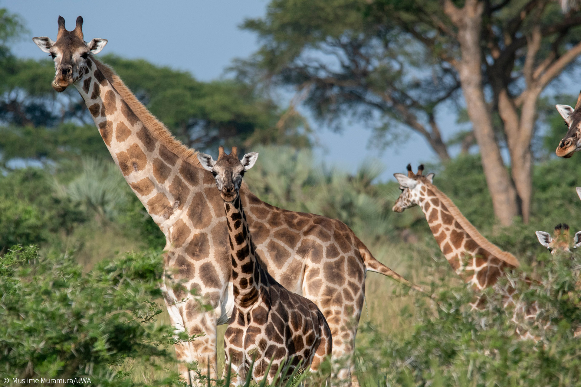 giraffe conservation