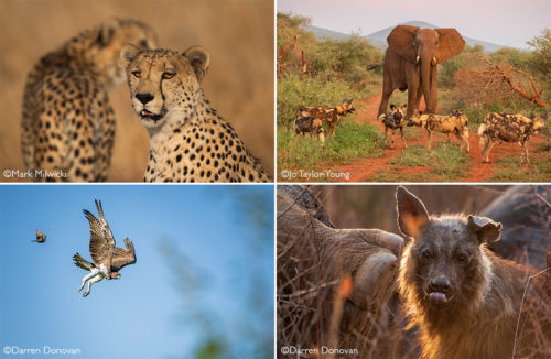 Madikwe Game Reserve - Africa Geographic