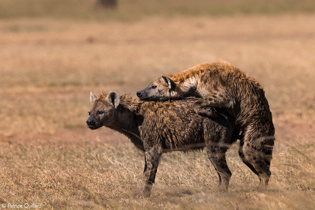 hyenas in africa