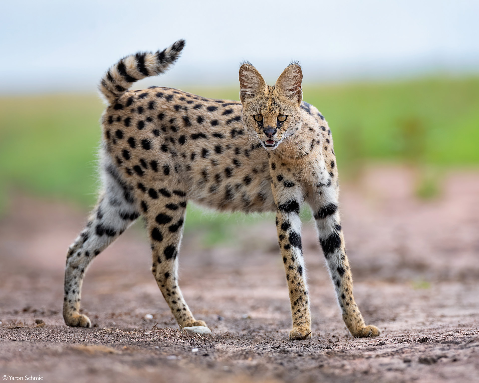 african serval cat attacks