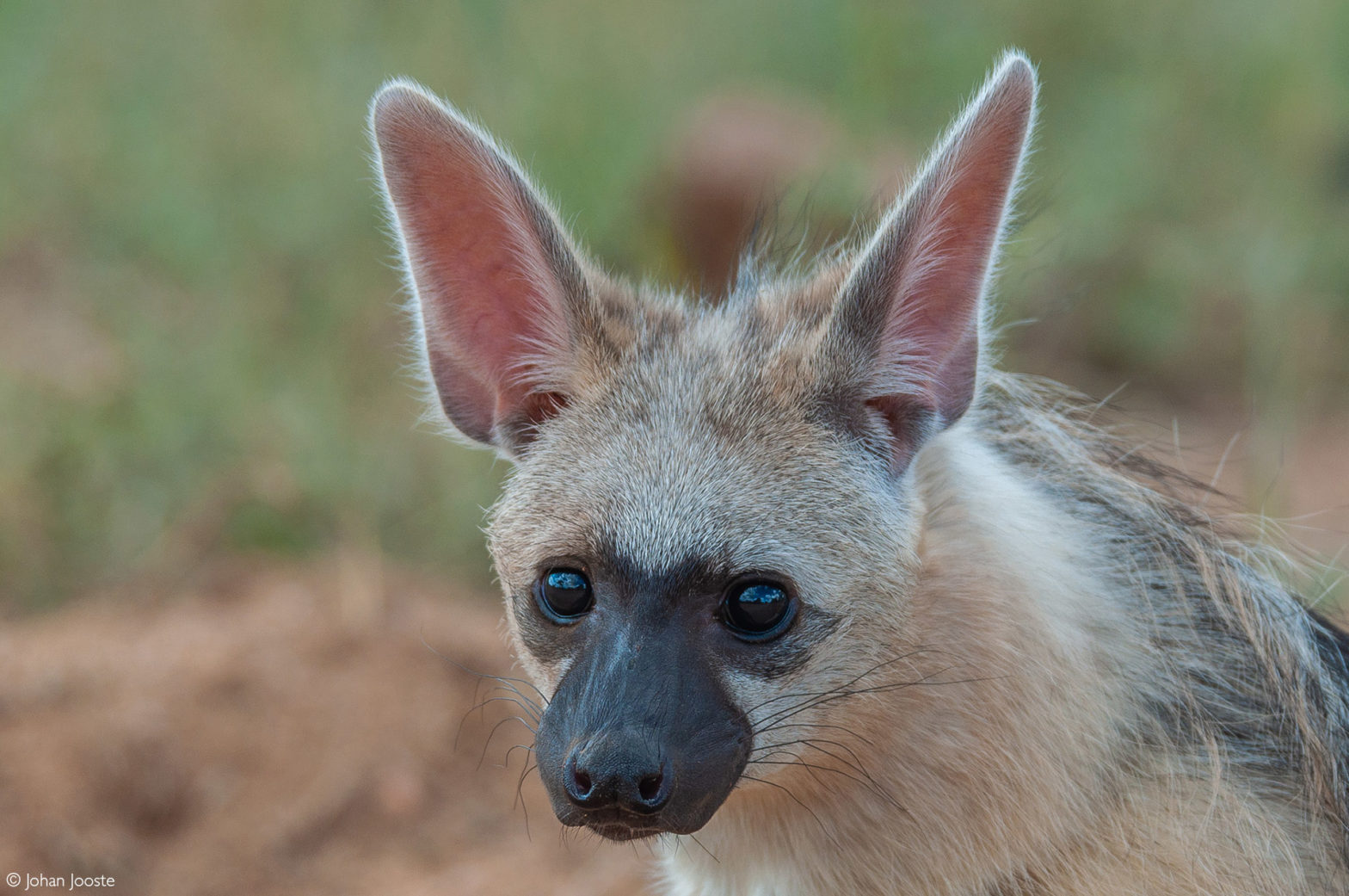 Aardwolf - Africa Geographic