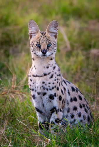 Serval - Africa Geographic