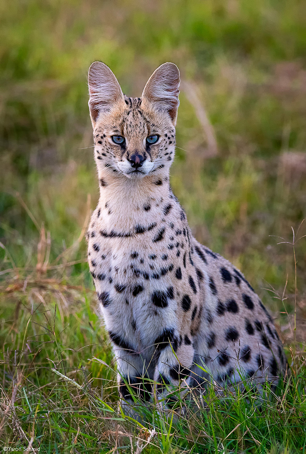 serval