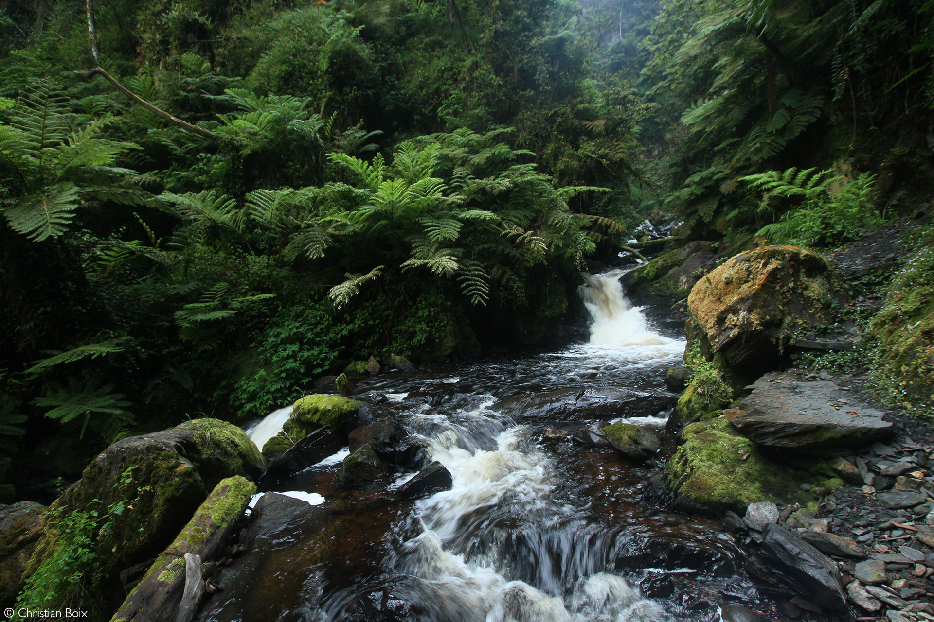 Nyungwe National Park