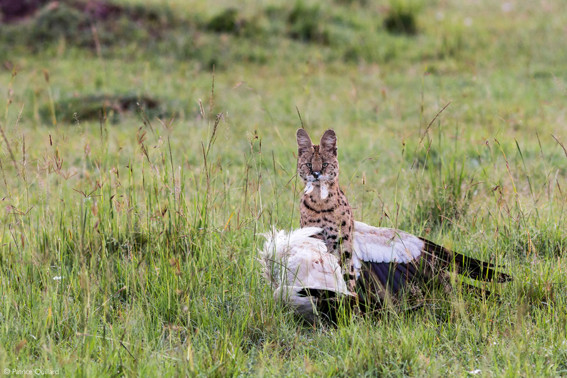 serval jumping for bird