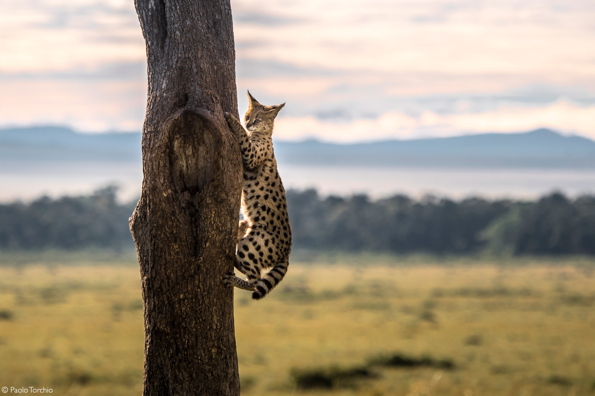 serval