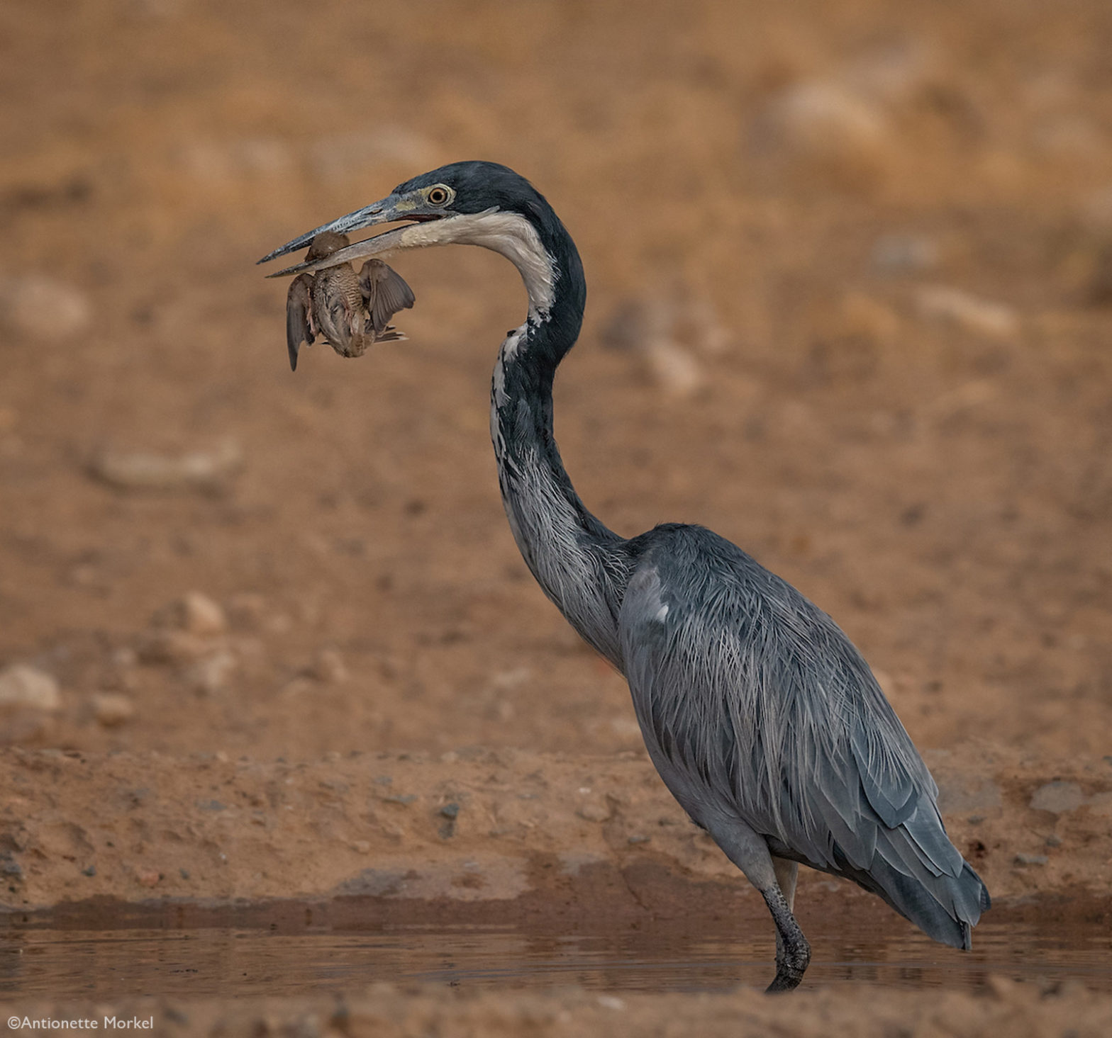 Photographer of the Year 2021 Weekly Selection: Week 1 - Africa Geographic