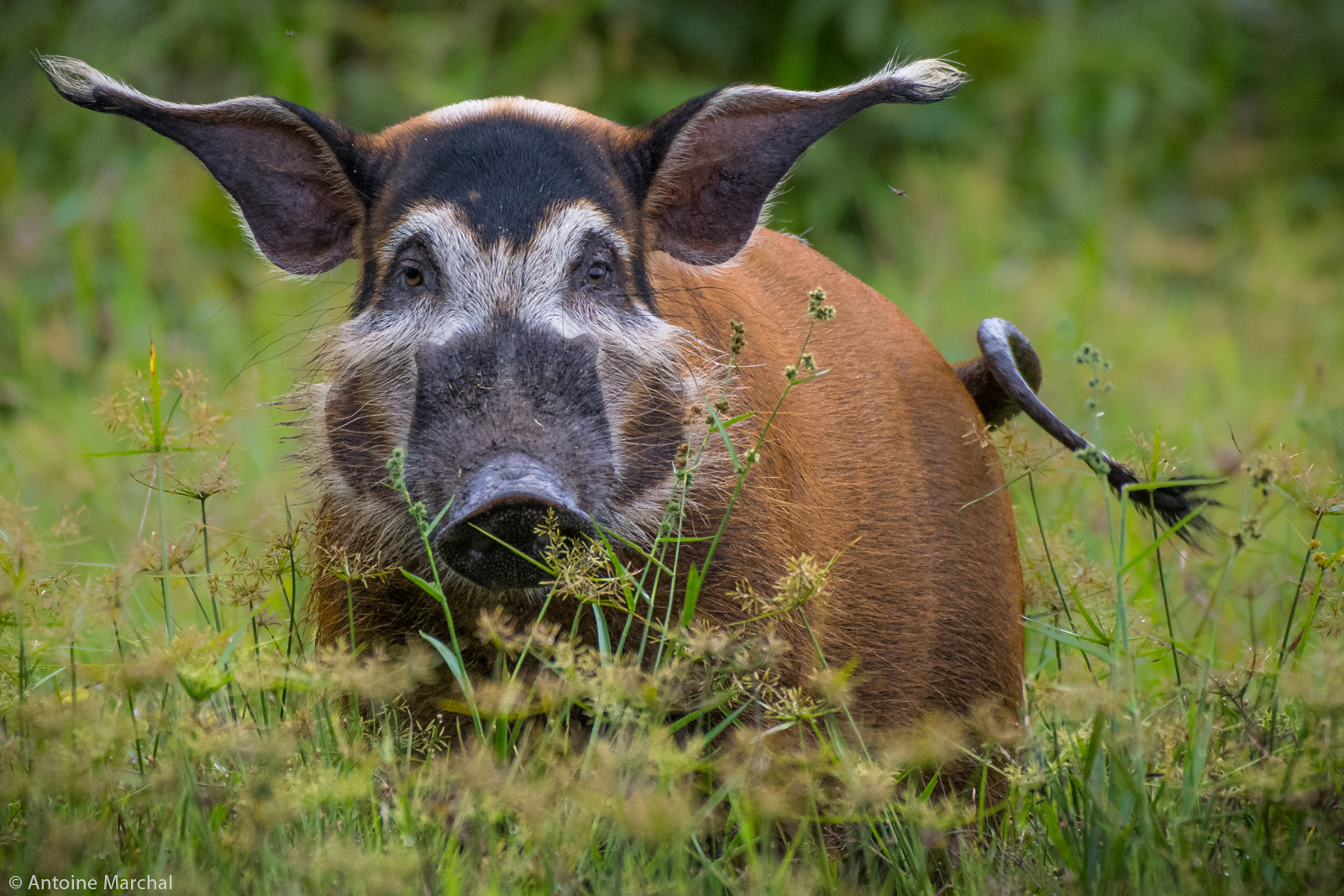 Antoine-Marchal-red-river-hog-Odzala-Kokoua-National-Park-Congo